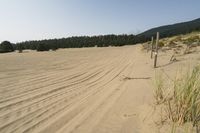 a surf board in the sand near a forest of pine trees, dunes, and scrubby