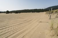 a surf board in the sand near a forest of pine trees, dunes, and scrubby