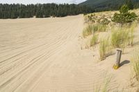 a surf board in the sand near a forest of pine trees, dunes, and scrubby