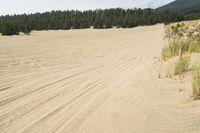 a surf board in the sand near a forest of pine trees, dunes, and scrubby