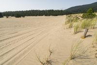 a surf board in the sand near a forest of pine trees, dunes, and scrubby