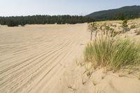 a surf board in the sand near a forest of pine trees, dunes, and scrubby