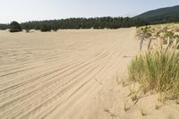 a surf board in the sand near a forest of pine trees, dunes, and scrubby