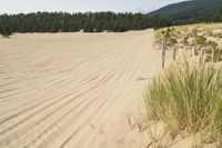 a surf board in the sand near a forest of pine trees, dunes, and scrubby