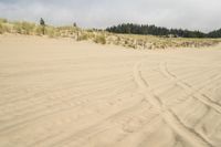 a surf board in the sand near a forest of pine trees, dunes, and scrubby