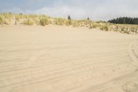 a surf board in the sand near a forest of pine trees, dunes, and scrubby