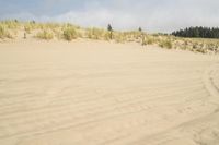 a surf board in the sand near a forest of pine trees, dunes, and scrubby