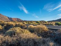 desert with a road and mountains in the distance and some shrubs on each side of the road