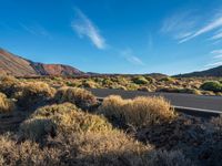 desert with a road and mountains in the distance and some shrubs on each side of the road