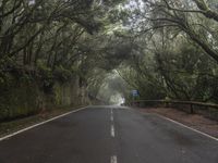 an empty roadway surrounded by trees and bushes in the middle of the woods on a foggy day