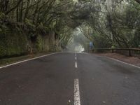 an empty roadway surrounded by trees and bushes in the middle of the woods on a foggy day