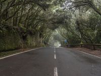 an empty roadway surrounded by trees and bushes in the middle of the woods on a foggy day