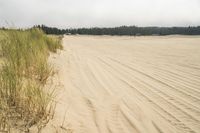 a surf board in the sand near a forest of pine trees, dunes, and scrubby