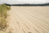 a surf board in the sand near a forest of pine trees, dunes, and scrubby