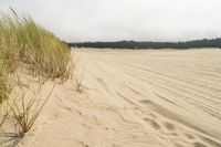 a surf board in the sand near a forest of pine trees, dunes, and scrubby