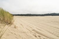 a surf board in the sand near a forest of pine trees, dunes, and scrubby