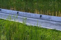 a stone drainage and a wall with three black pipeholes surrounded by green vegetation on the side of the road