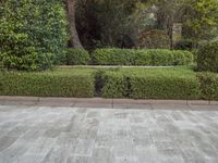 a stone floor with greenery growing in the background and two bushes near by it