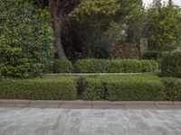 a stone floor with greenery growing in the background and two bushes near by it