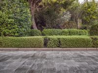 a stone floor with greenery growing in the background and two bushes near by it