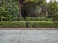 a stone floor with greenery growing in the background and two bushes near by it