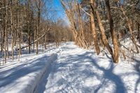 an image of a trail in the snow at the bottom of a forest way, with trees in the background