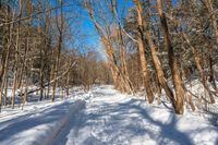 an image of a trail in the snow at the bottom of a forest way, with trees in the background