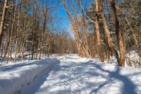 an image of a trail in the snow at the bottom of a forest way, with trees in the background