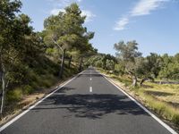 the empty road runs along a hillside between some trees and bushes with many trees growing on it