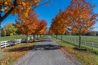 fall trees line the pathway and surrounding a white fenced field on a farm near a city