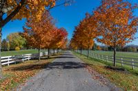 fall trees line the pathway and surrounding a white fenced field on a farm near a city