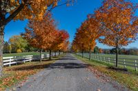 fall trees line the pathway and surrounding a white fenced field on a farm near a city