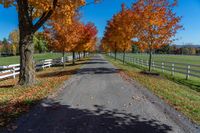 fall trees line the pathway and surrounding a white fenced field on a farm near a city