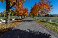 fall trees line the pathway and surrounding a white fenced field on a farm near a city