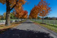 fall trees line the pathway and surrounding a white fenced field on a farm near a city