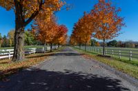 fall trees line the pathway and surrounding a white fenced field on a farm near a city