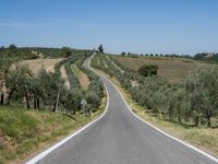 a highway in the middle of the countryside with green and white fields and olive trees on either side