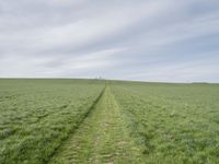 a path through a field with some very long green grass to the side of it