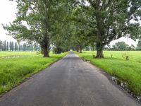 Straight Road in Bega Valley, New South Wales, Australia