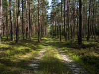 a wide path winds through a pine forest on a sunny day with bright sun filtering in