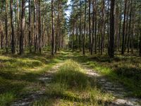 a wide path winds through a pine forest on a sunny day with bright sun filtering in