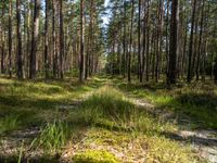 a wide path winds through a pine forest on a sunny day with bright sun filtering in