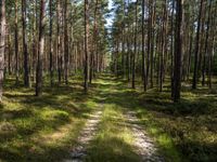 a wide path winds through a pine forest on a sunny day with bright sun filtering in