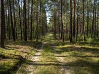 a wide path winds through a pine forest on a sunny day with bright sun filtering in