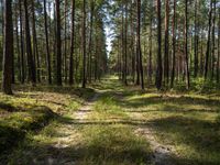 a wide path winds through a pine forest on a sunny day with bright sun filtering in