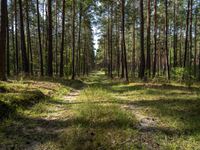 a wide path winds through a pine forest on a sunny day with bright sun filtering in