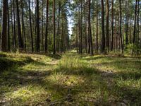 a wide path winds through a pine forest on a sunny day with bright sun filtering in