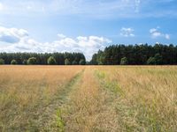 an empty field surrounded by a forest in the background with grass and trees on the other side