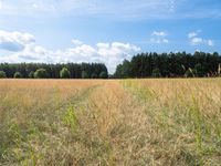 an empty field surrounded by a forest in the background with grass and trees on the other side