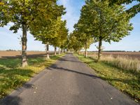 Straight Road in Berlin with Lush Green Vegetation and Clear Sky